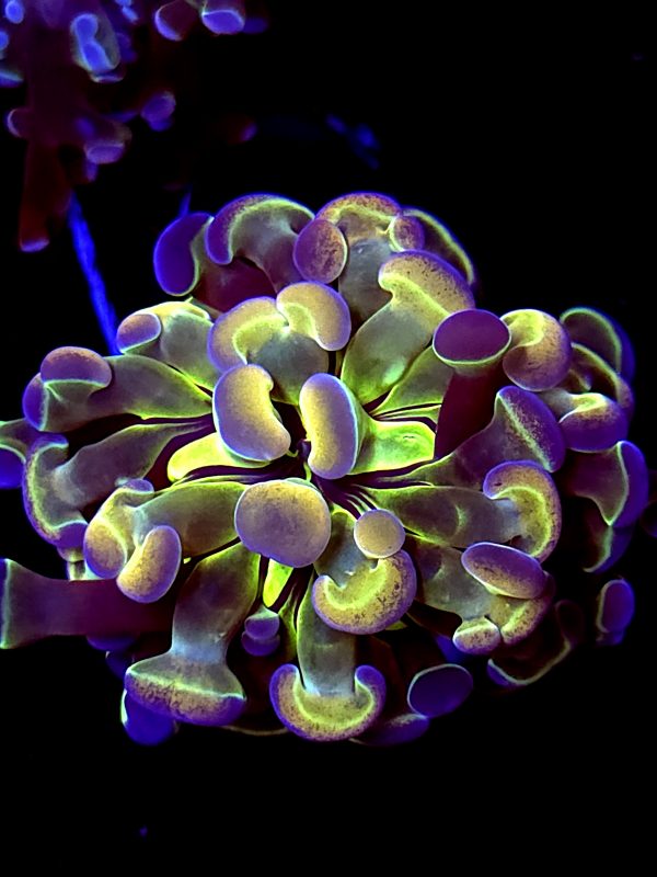 SBB " Hologram" Hammer Purple mouth