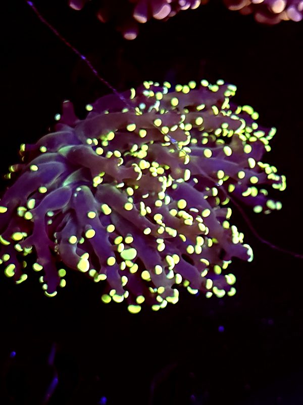 SBB " Kermit the Frog" frogspawn