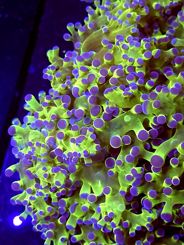 SBB " Keroppi" Frogspawn XL size