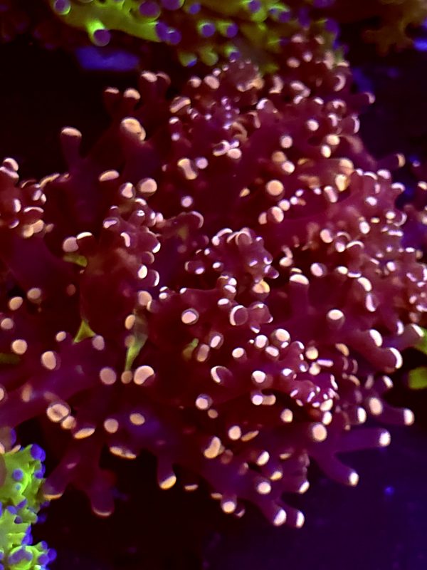 SBB " Princess Peach' Frogspawn