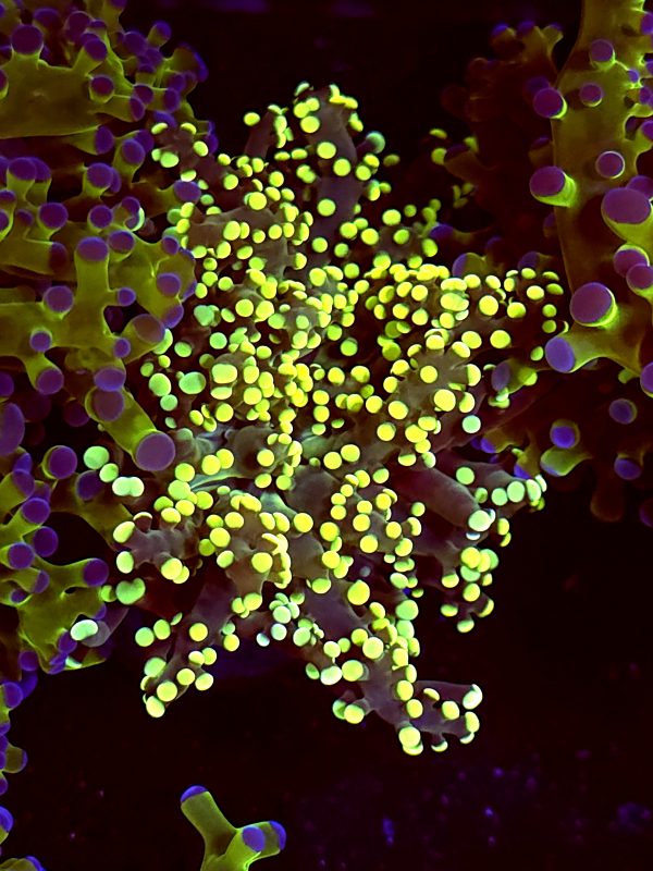 SBB " Kermit the Frog" Frogspawn