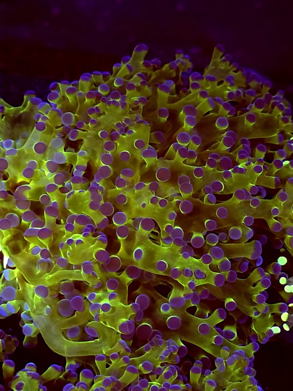SBB " Kermit the Frog" Frogspawn