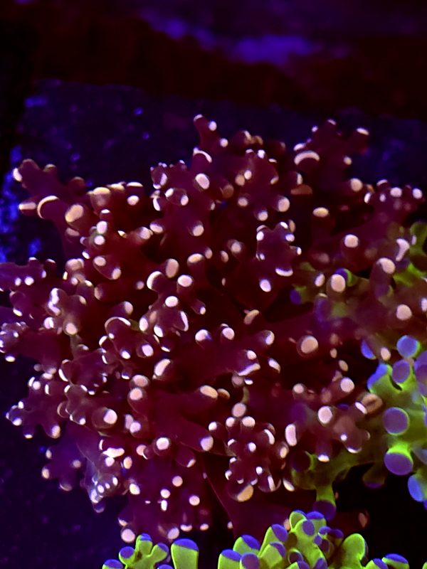 SBB " Princess Peach' Frogspawn