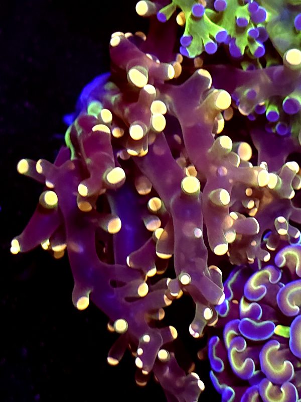 SBB " Princess Peach' Frogspawn