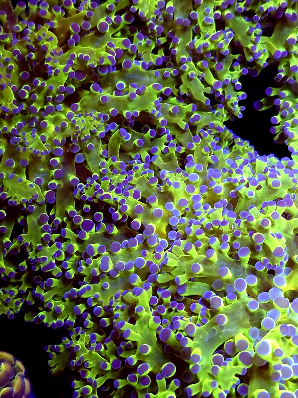 SBB " Kermit the Frog" Frogspawn