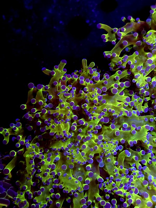 SBB " Kermit the Frog" Frogspawn