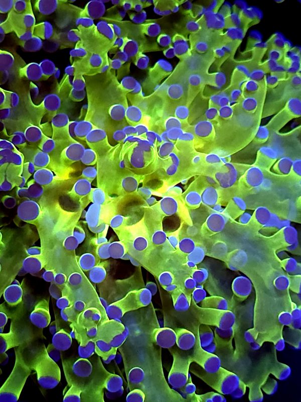 SBB " Kermit the Frog" Frogspawn