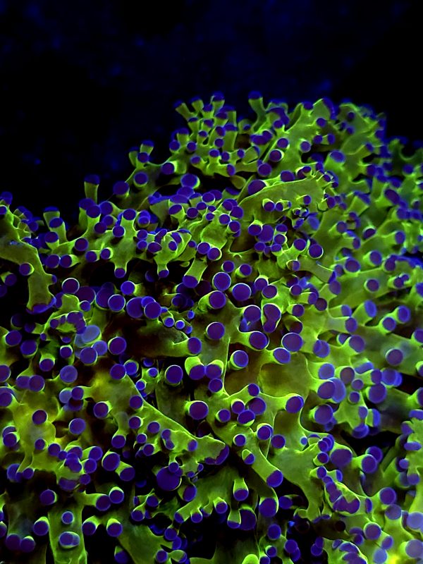 SBB " Kermit the Frog" Frogspawn