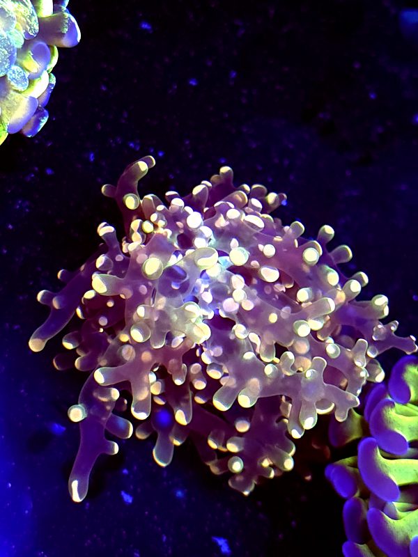 SBB " Princess Peach' Frogspawn