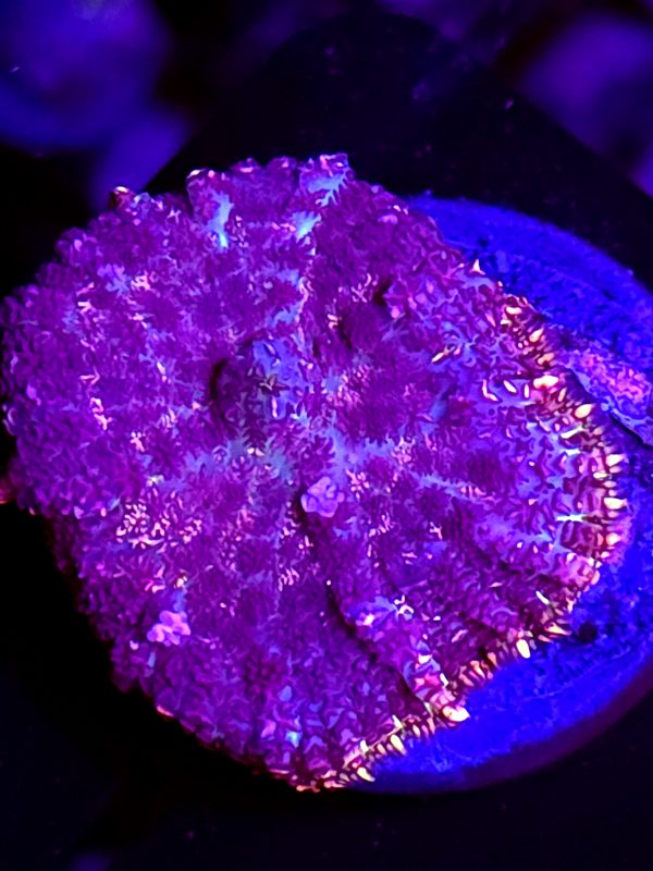 SBB "Purple Dragon" Mushroom Medium