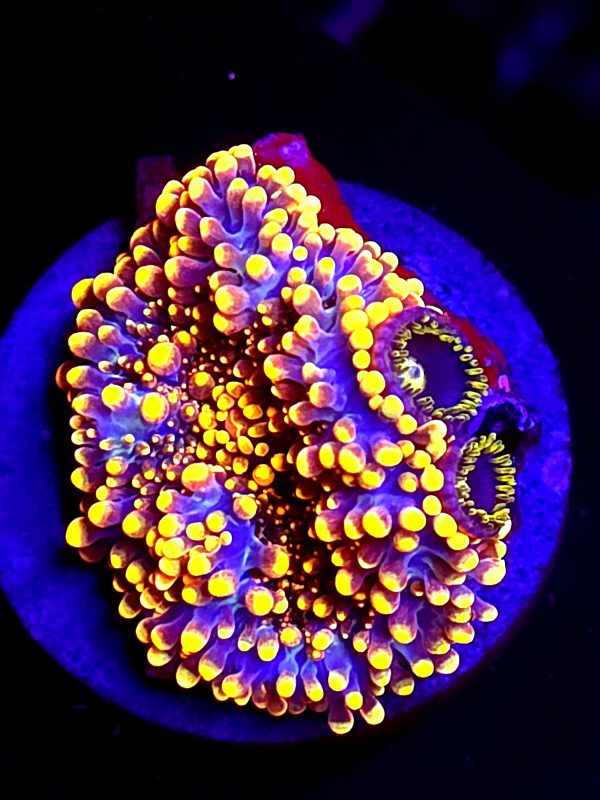 SBB "King Kong" Mushroom Medium