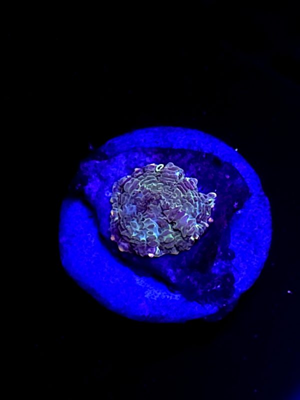 SBB "No Name" Mushroom Tiny