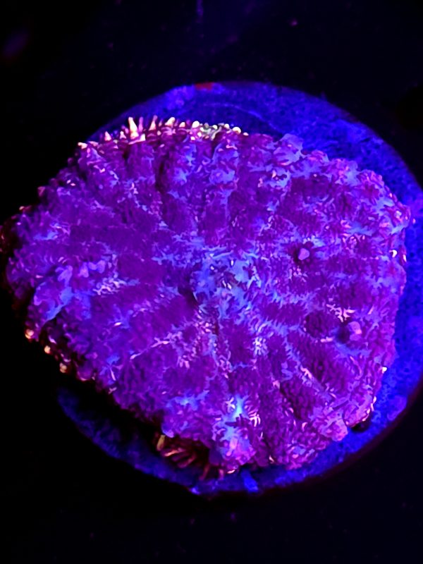SBB "Purple Dragon" Mushroom Medium