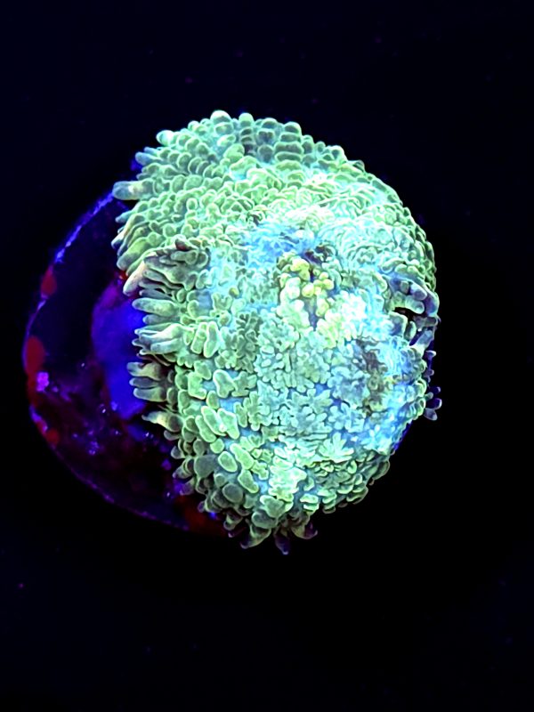 SBB "No Name" Mushroom Small