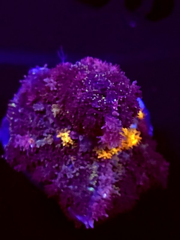SBB "Shag Carpet" Mushroom Small