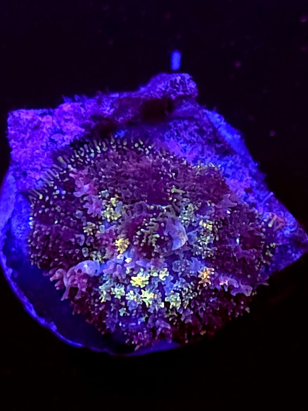 SBB "Shag Carpet" Mushroom Small