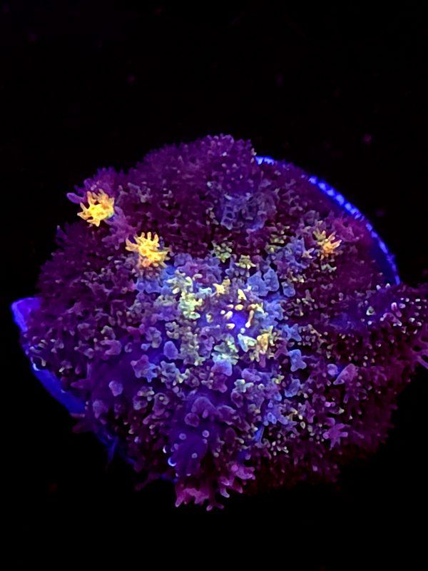 SBB "Shag Carpet" Mushroom Small
