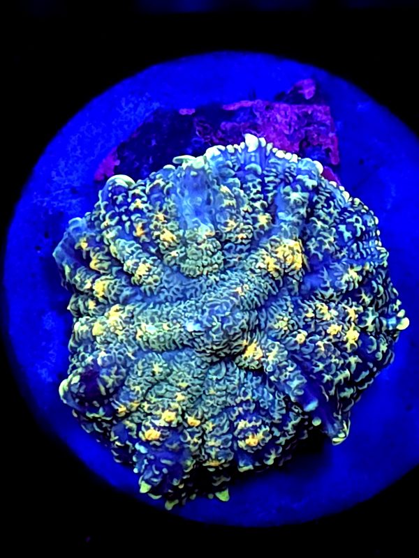 SBB "No Name" Mushroom Small