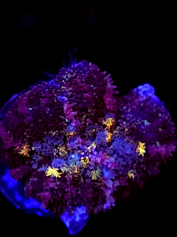 SBB "Shag Carpet" Mushroom Small