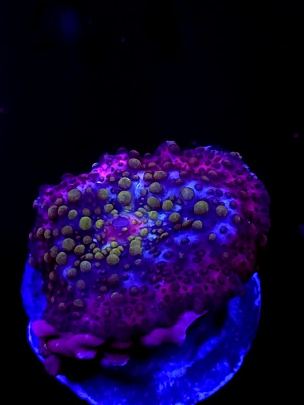 SBB "No Name" Mushroom Small