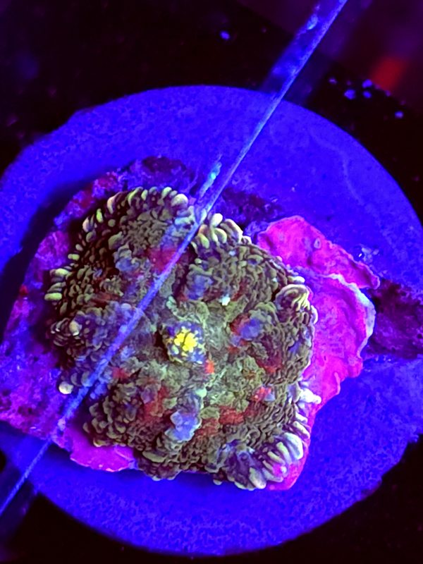 SBB "Plasma Canyon" Mushroom Small