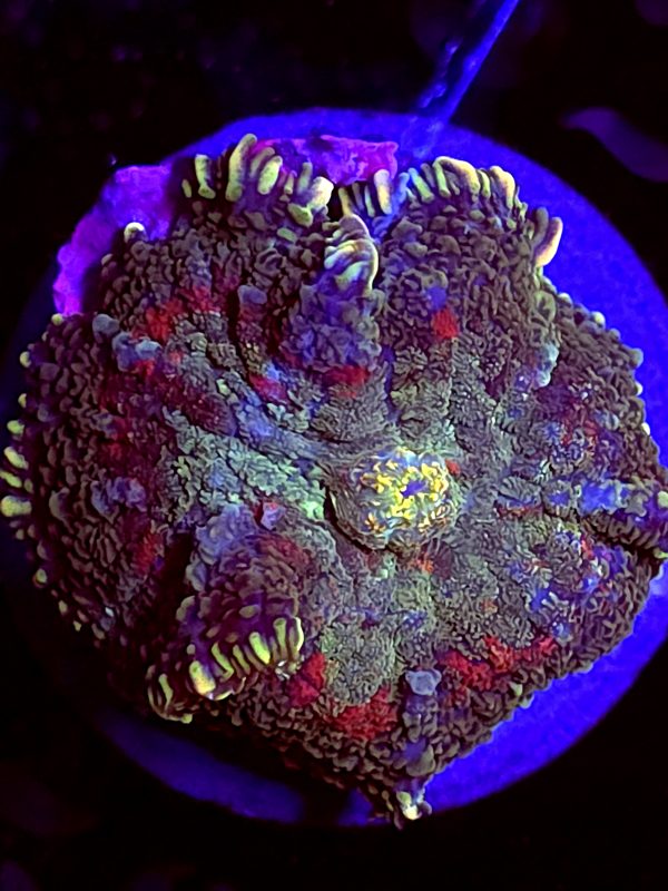 SBB "Plasma Canyon" Mushroom Medium