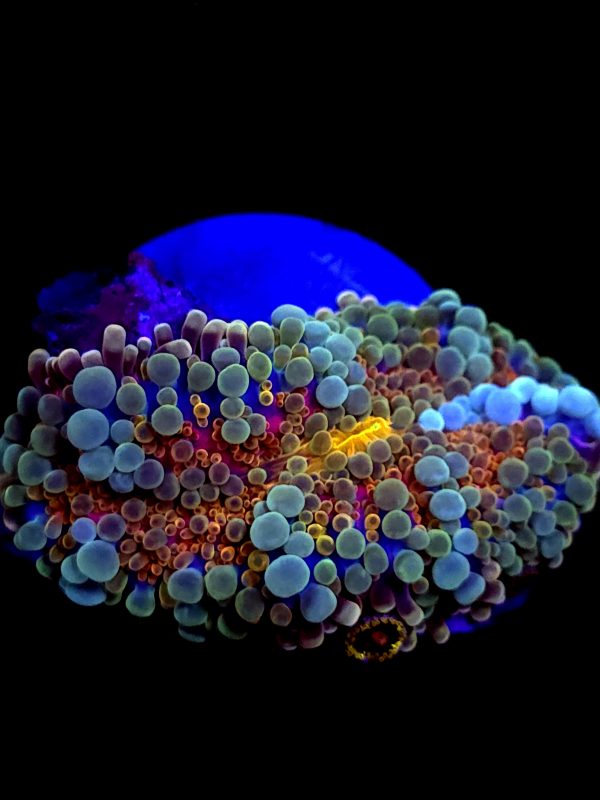 SBB "Bubble Storm" Mushroom Large