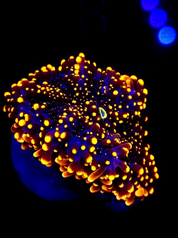 SBB "King Kong" Mushroom Large