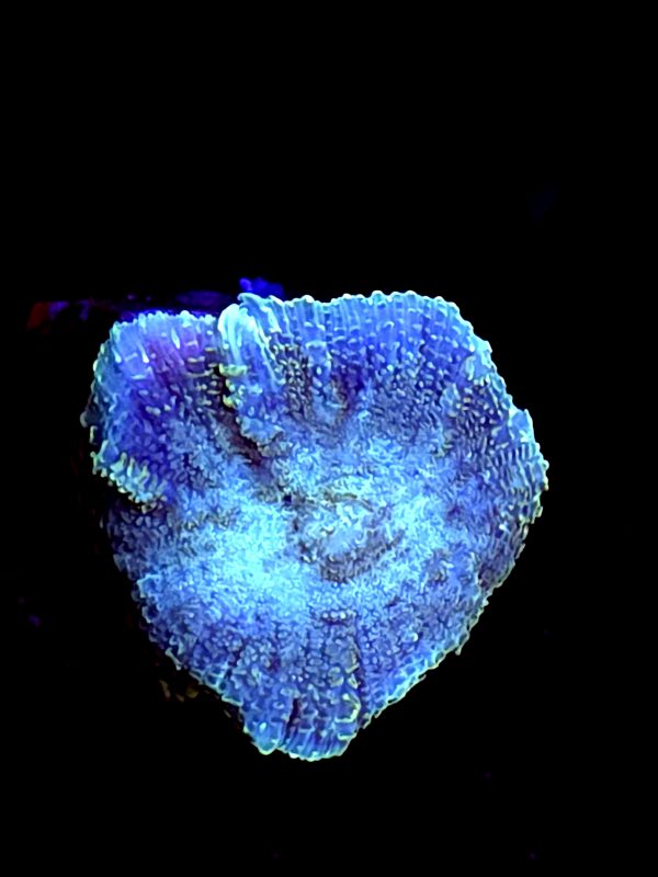 SBB "No Name" Mushroom Small