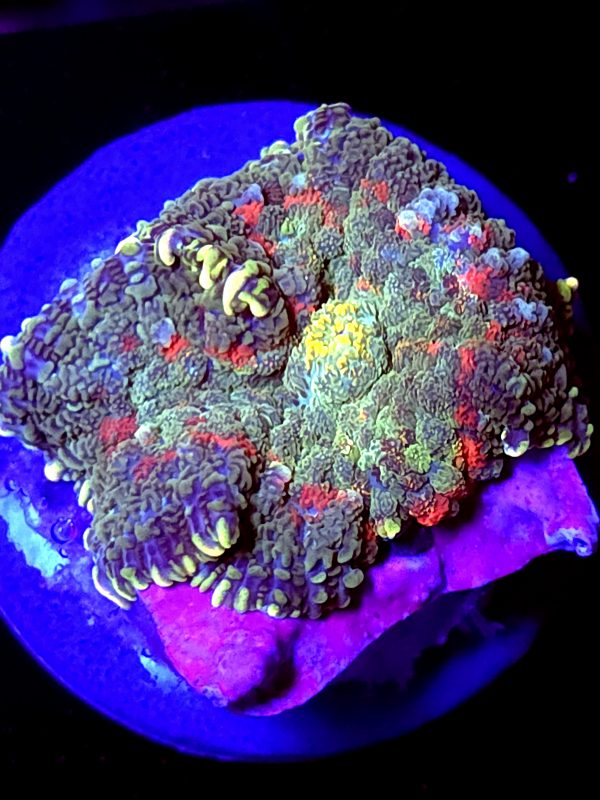 SBB "Plasma Canyon" Mushroom Medium