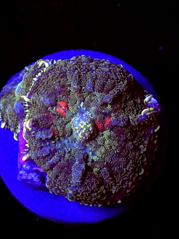 SBB "Plasma Canyon" Mushroom 1 Medium + 1 Small