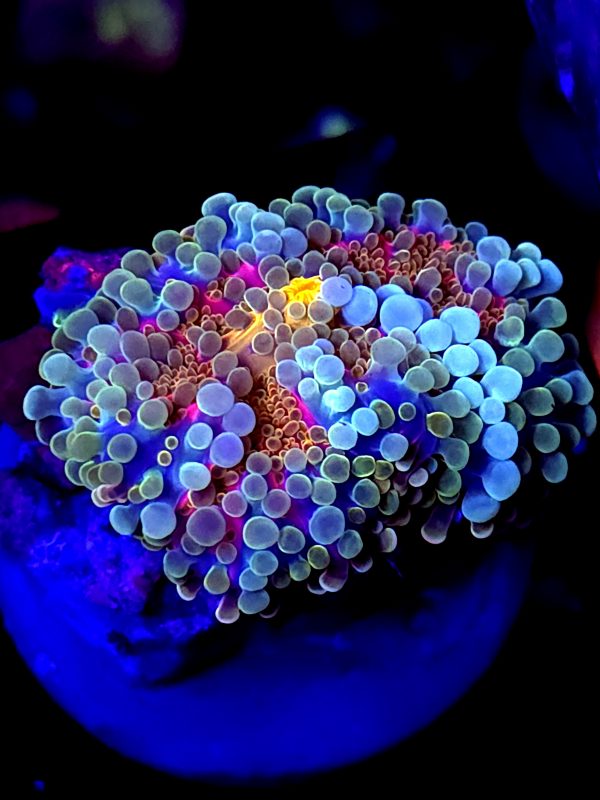 SBB "Bubble Storm" Mushroom Large