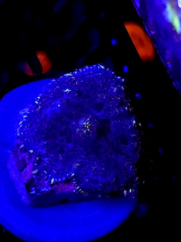 SBB "Purple Ape" Mushroom Medium