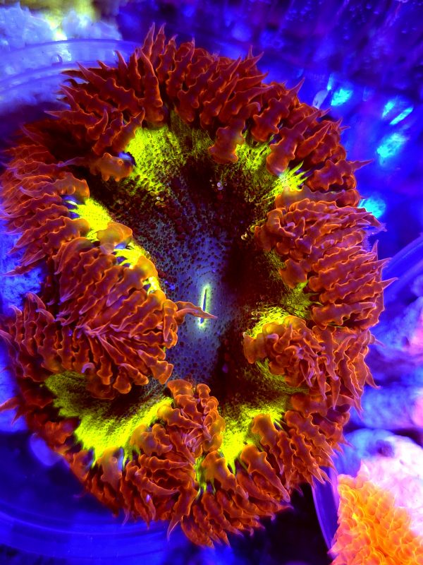 SBB Ultra grade Rock Flower Bright
