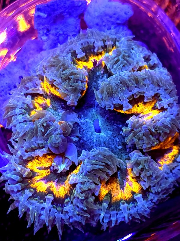 SBB Purple graft Yellow Center Rock flower Ultra Grade