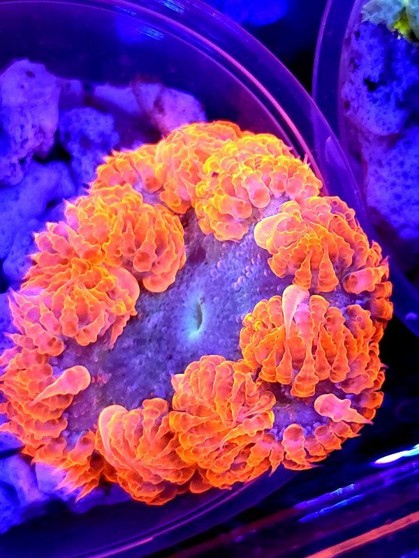 SBB Red Skirt Rock Flower