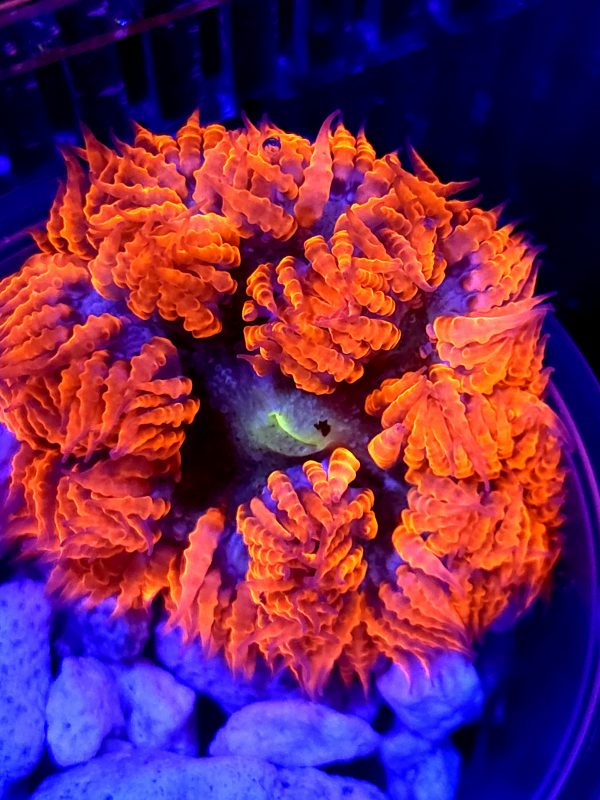 SBB Red Skirt Rock Flower
