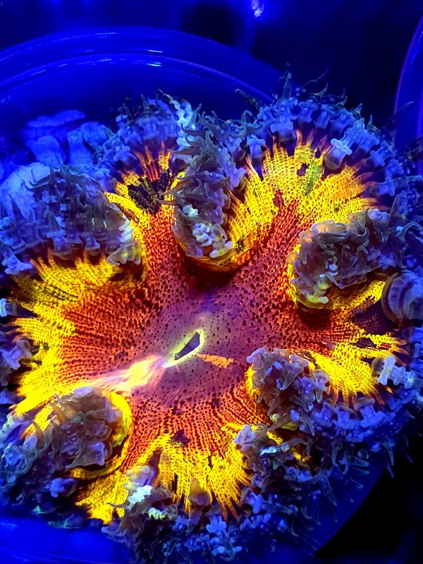 SBB Insane rainbow Center Ultra Grade Rock flower