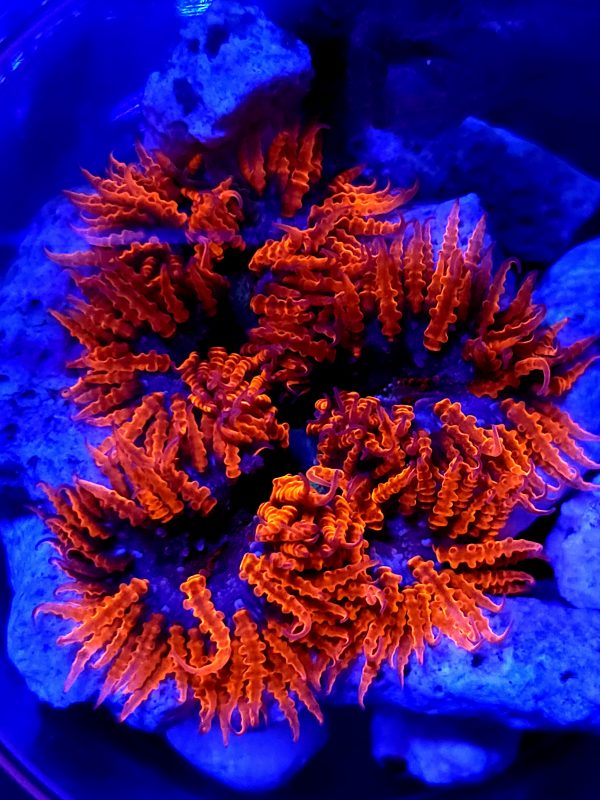 SBB Red Skirt Rock flower