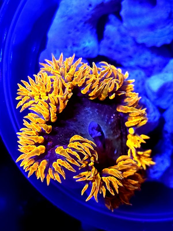 SBB Rock Flower