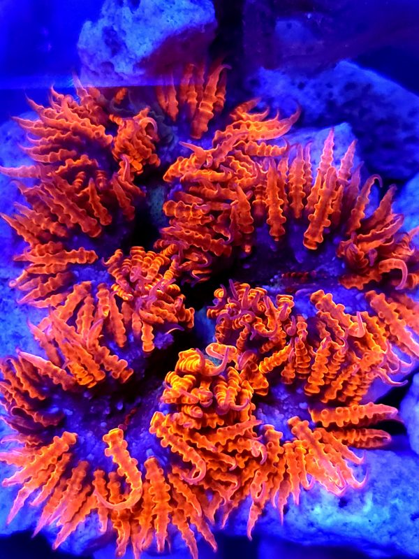 SBB Red Skirt Rock Flower