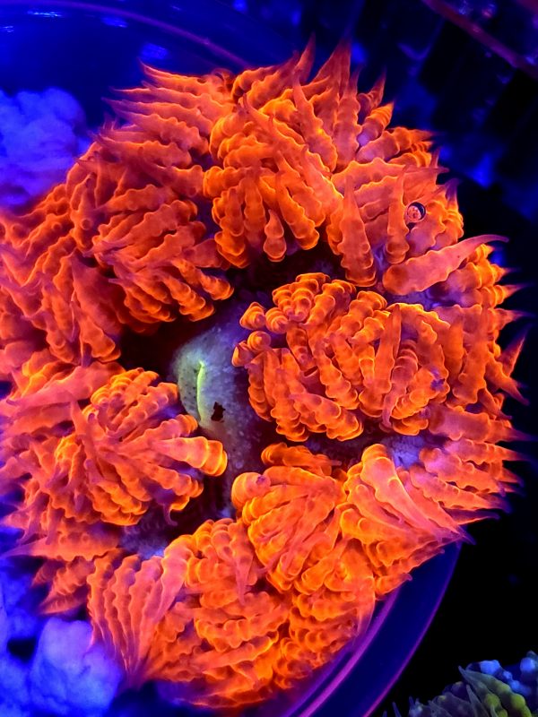 SBB Red Skirt Rock Flower