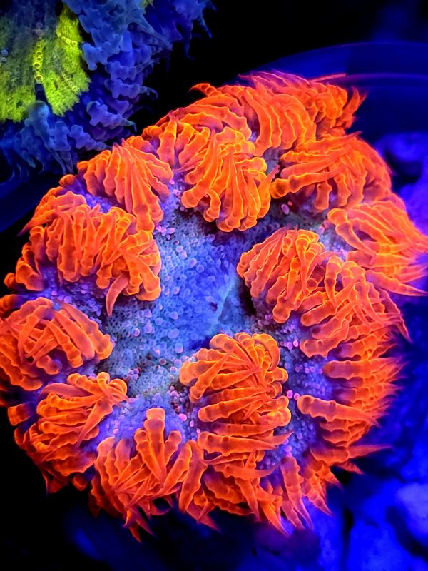 SBB Red Skirt Rock flower