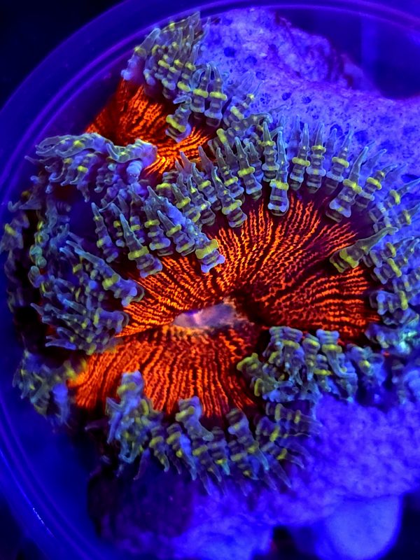 SBB Deadpool red center Rock Flower