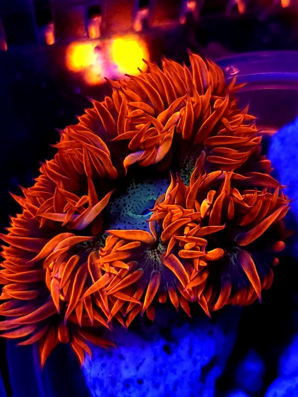 SBB Red Skirt Rock Flower