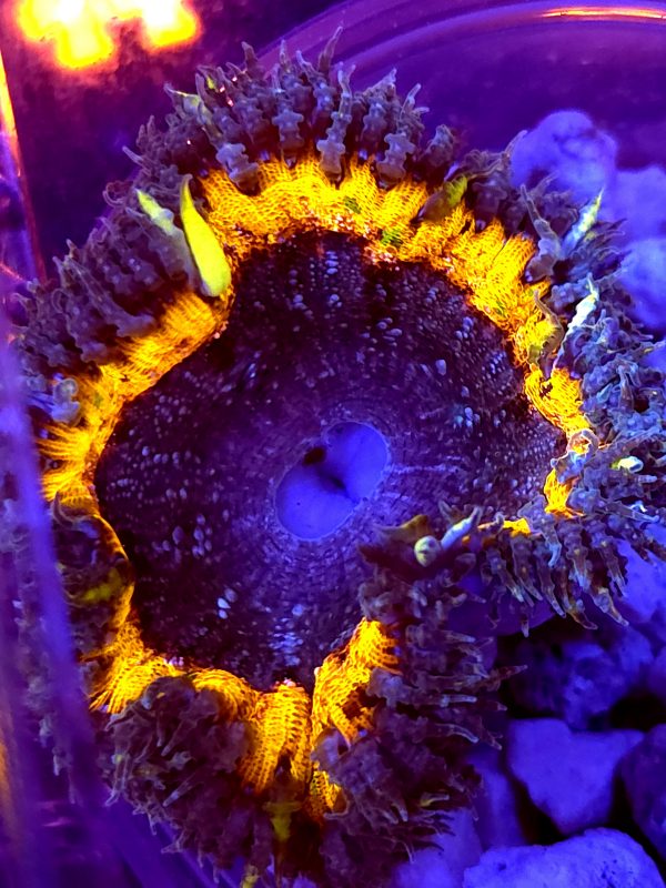 SBB Purple graft Yellow Center Rock flower