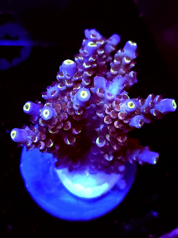 SBB "Gooey Chewy" Acro Large Multibranch Colony