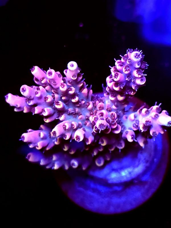 SBB "Gum Drop" Acro Medium Multibranch Colony