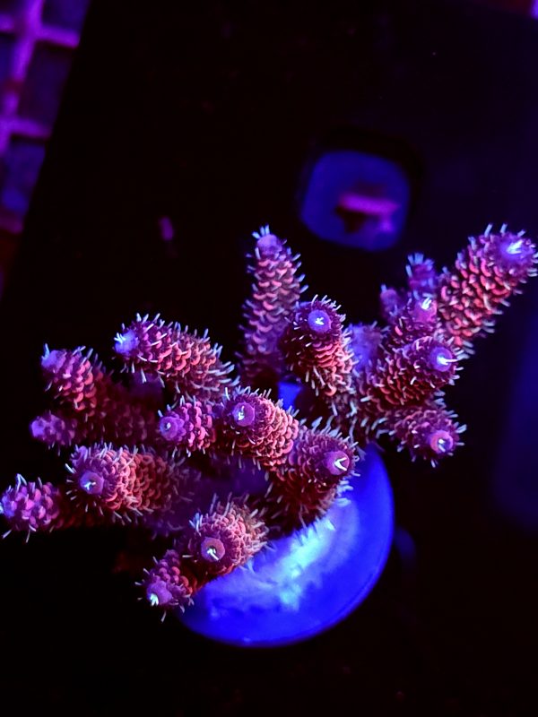 SBB "Double Rainbow" Acro Large Multibranch Colony