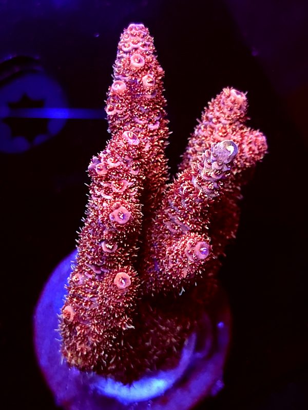SBB "Scarlet Relic" Acro Large 4 Branch Colony